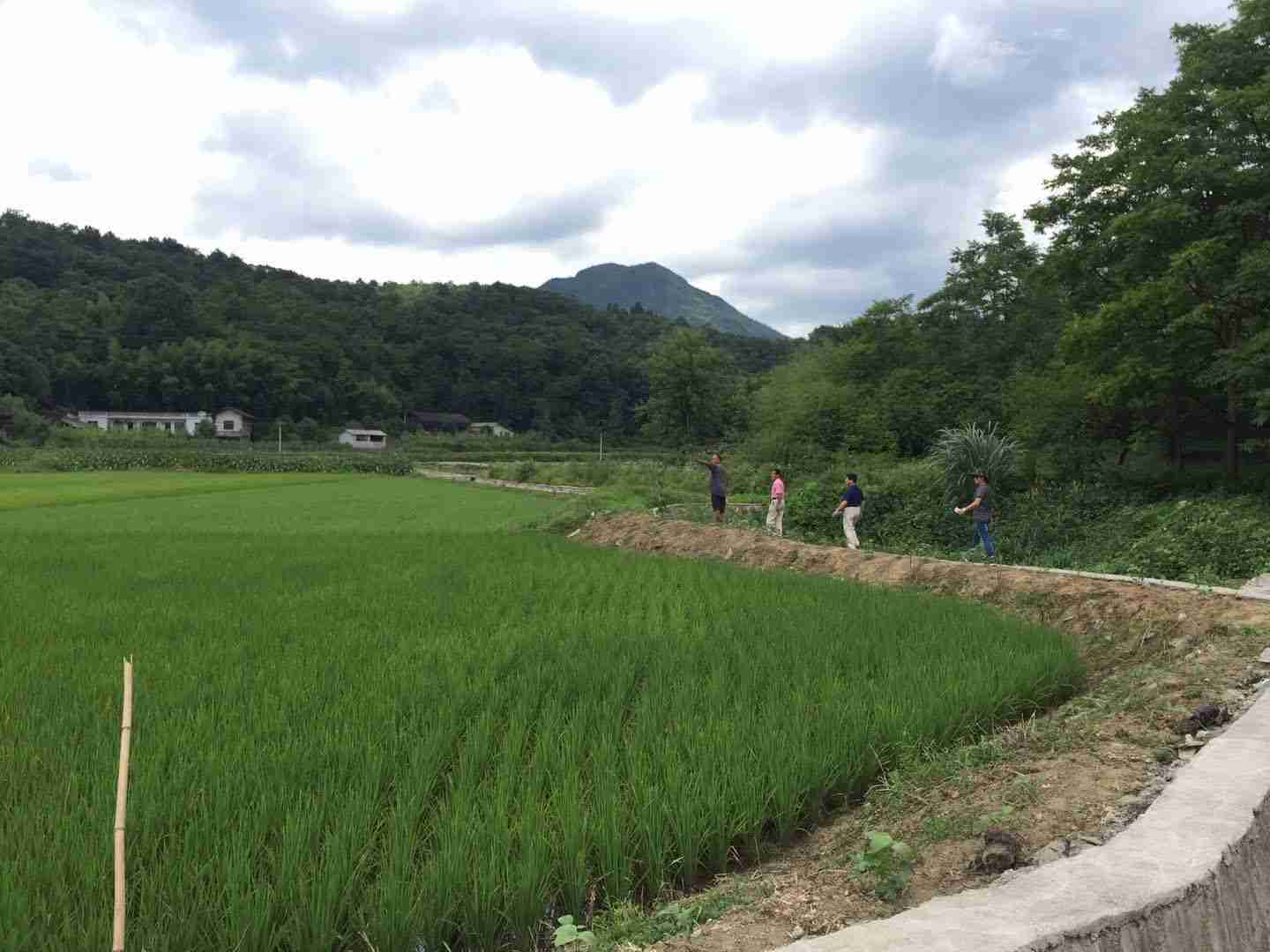 袁氏麓峰現(xiàn)代農業(yè)有限公司,長沙袁酒原材料基地管理,白酒銷售,酒類銷售哪里好