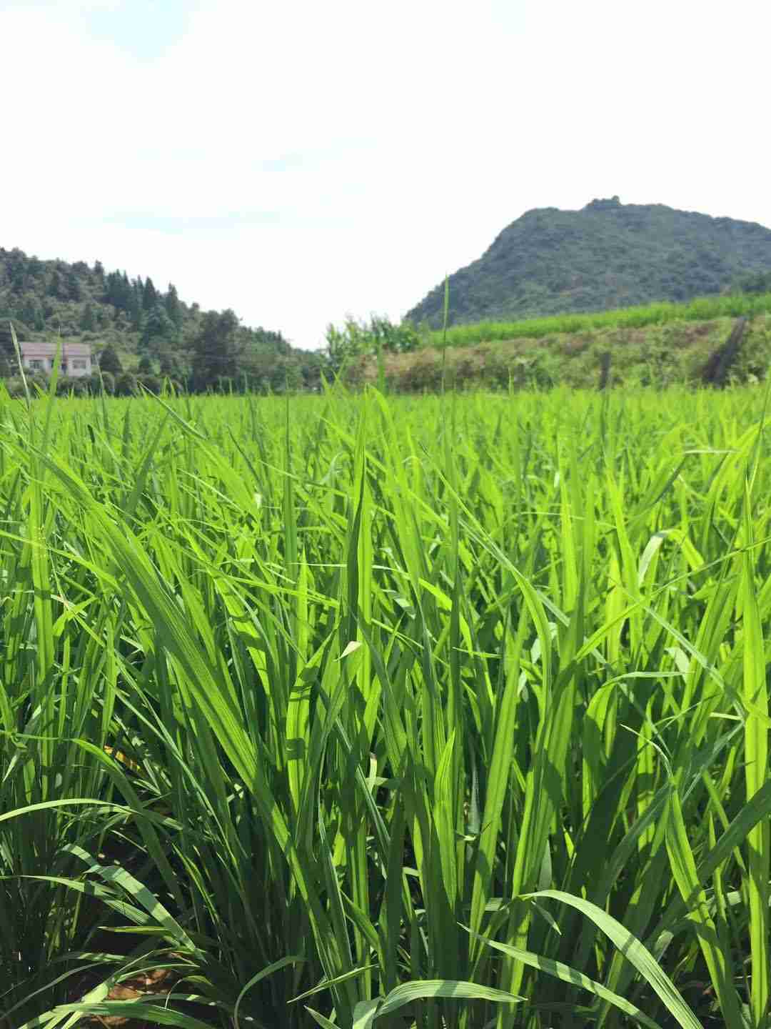 袁氏麓峰現(xiàn)代農業(yè)有限公司,長沙袁酒原材料基地管理,白酒銷售,酒類銷售哪里好